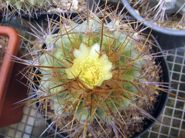 Copiapoa eremophila 