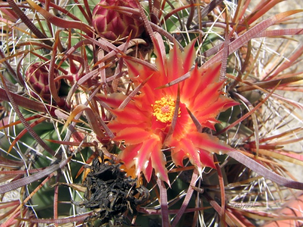 Ferocactus gracilis 