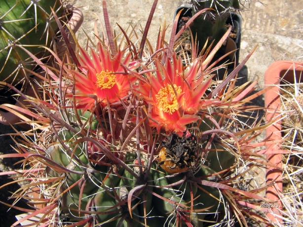 Ferocactus gracilis 