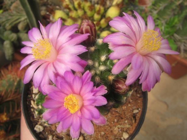 Mammillaria saboae ssp. roczekii 