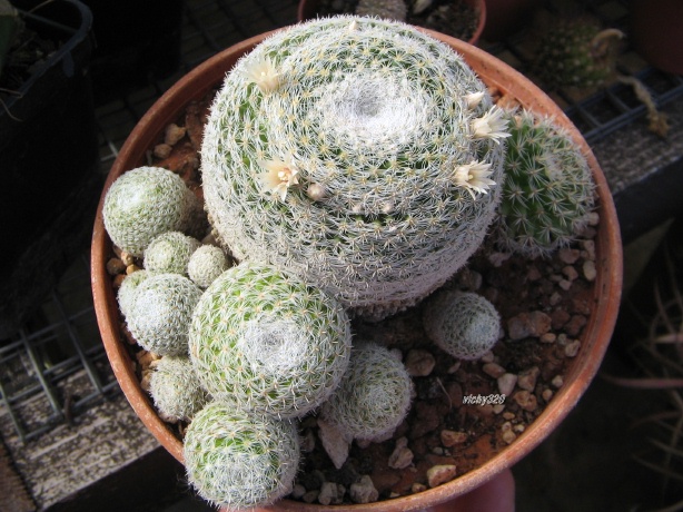 Mammillaria formosa ssp. microthele v. superfina 