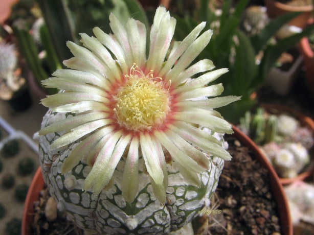 Astrophytum asterias cv. super kabuto v-type 