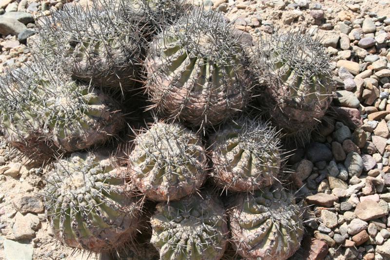 Copiapoa echinoides 