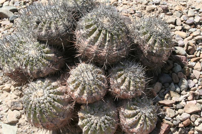 Copiapoa echinoides 