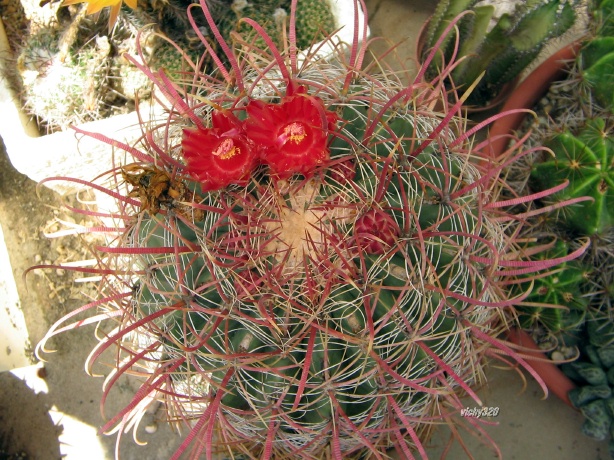 Ferocactus gracilis 