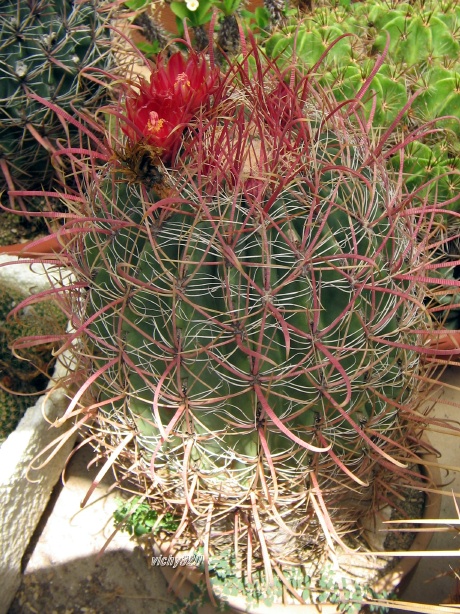 Ferocactus gracilis 