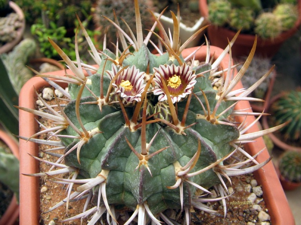 Echinofossulocactus coptonogonus 