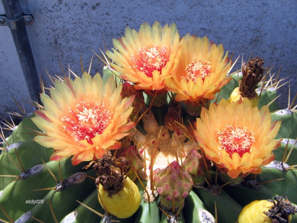 Ferocactus pottsii 