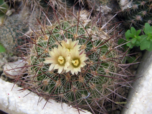 Echinofossulocactus albatus 