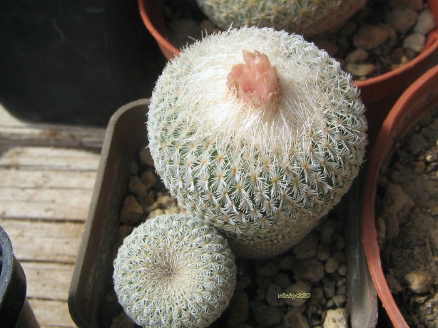 Epithelantha micromeris 