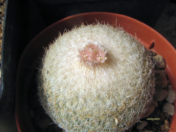 Epithelantha micromeris 