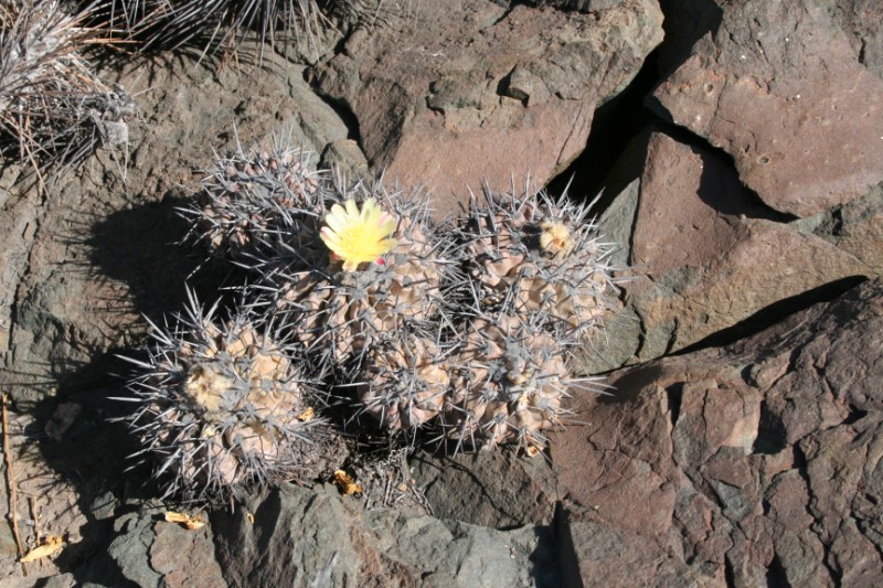 Copiapoa fiedleriana 