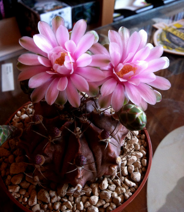 Gymnocalycium mihanovichii v. friedrichii 