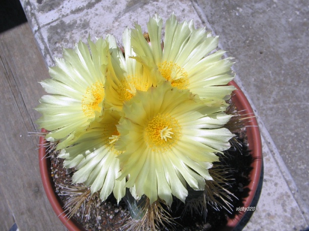 Astrophytum ornatum 