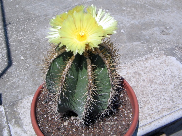 Astrophytum ornatum 