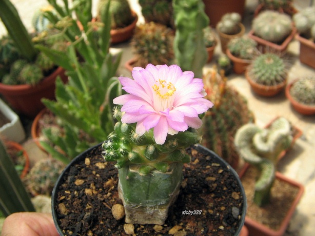 Mammillaria saboae ssp. roczekii 