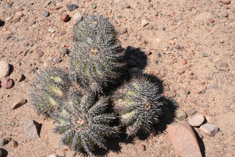 Copiapoa echinoides 