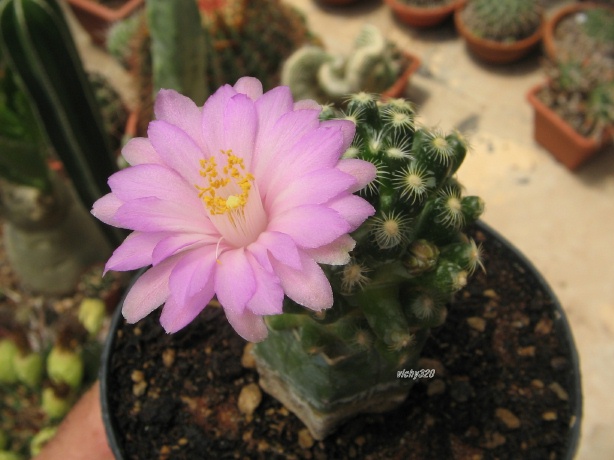 Mammillaria saboae ssp. roczekii 