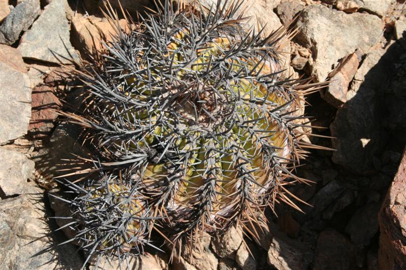 Copiapoa echinoides 