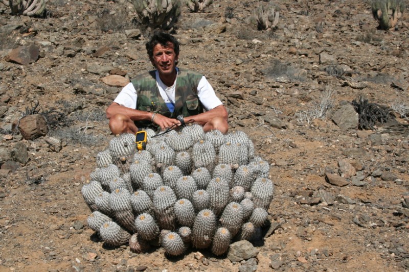 Copiapoa dealbata 