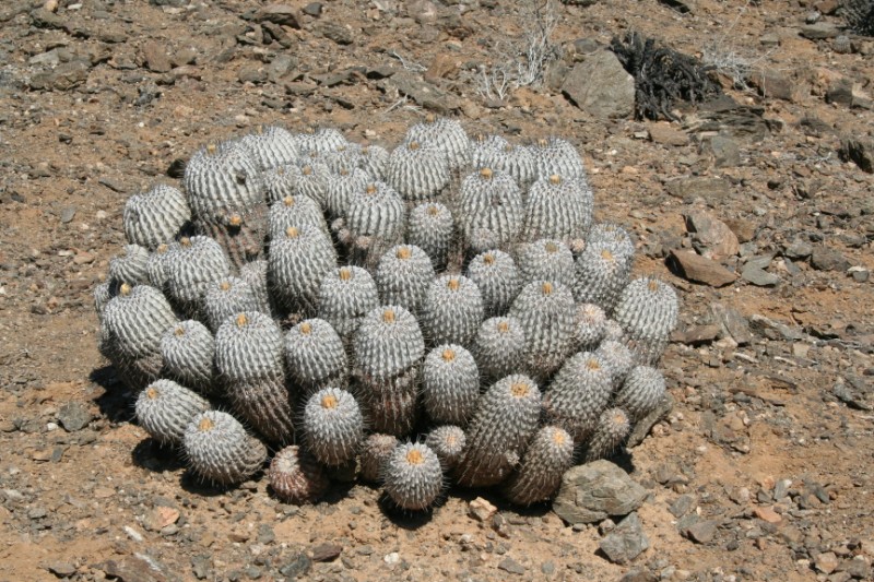 Copiapoa dealbata 