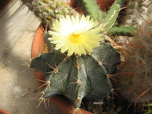 Astrophytum ornatum 