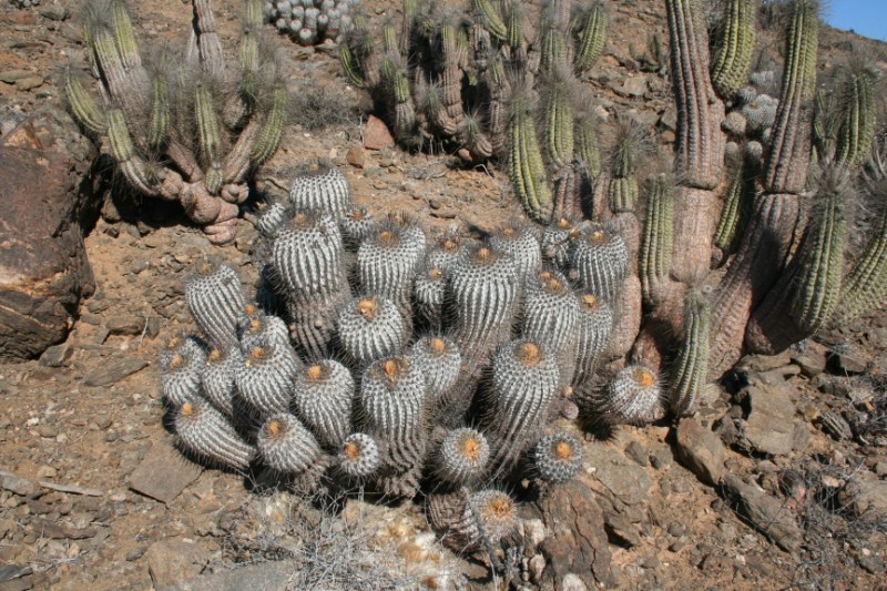Copiapoa dealbata 