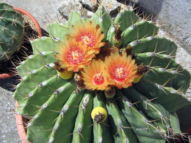 Ferocactus pottsii 