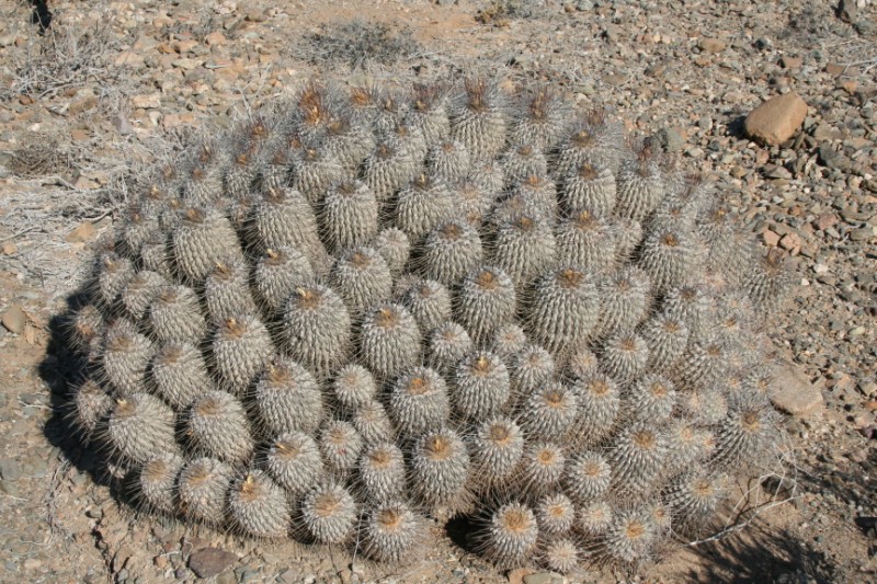 Copiapoa dealbata 