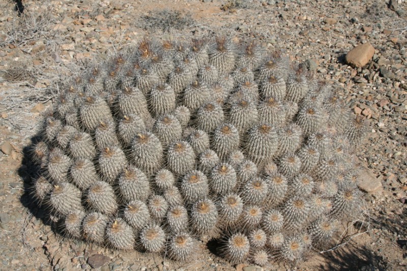 Copiapoa dealbata 