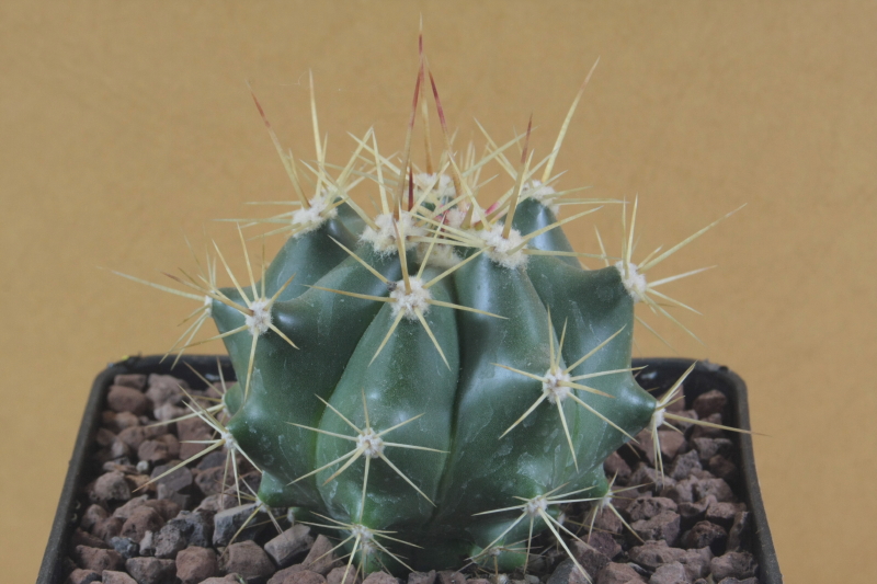 Ferocactus pottsii 