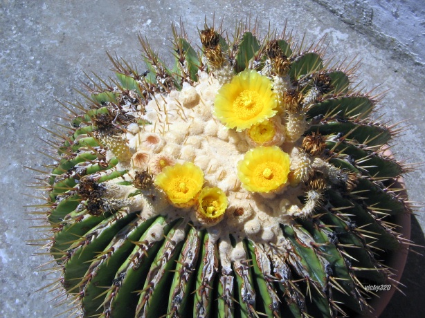 Echinocactus platyacanthus 