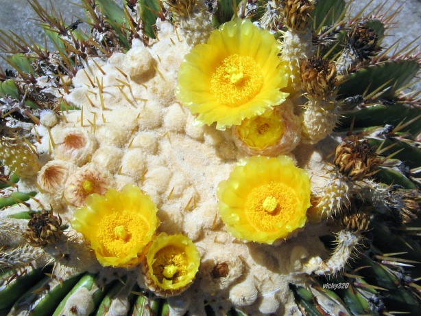 Echinocactus platyacanthus 