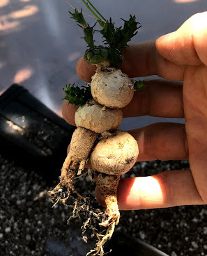 Euphorbia globosa 