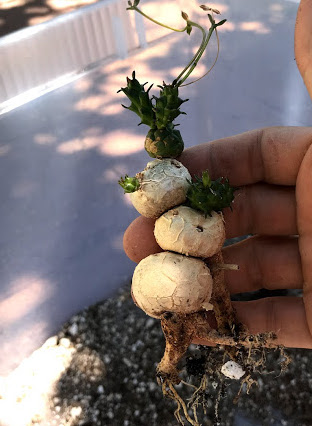 Euphorbia globosa 