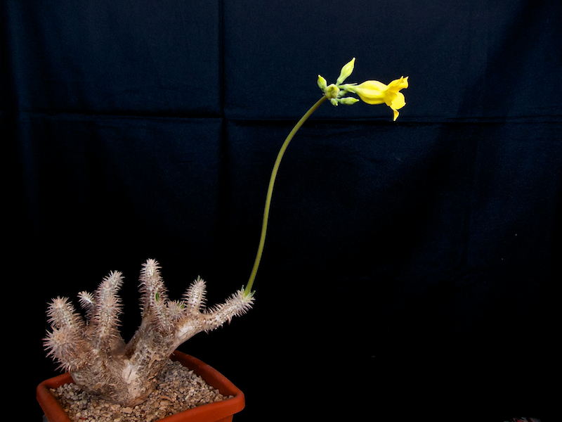 Pachypodium horombense 