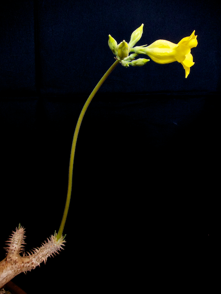 Pachypodium horombense 