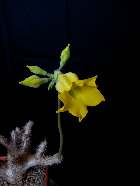 Pachypodium horombense 