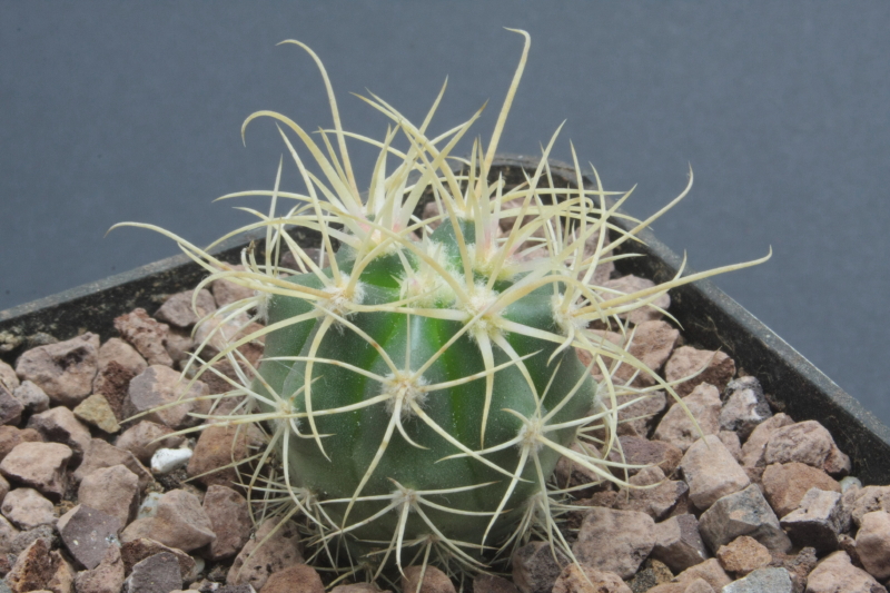 Ferocactus cylindraceus 