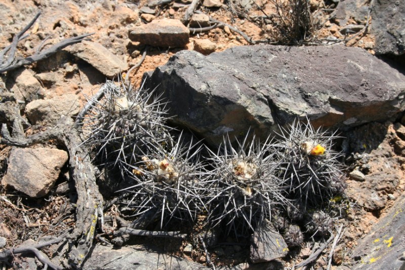 copiapoa humilis ssp. australis