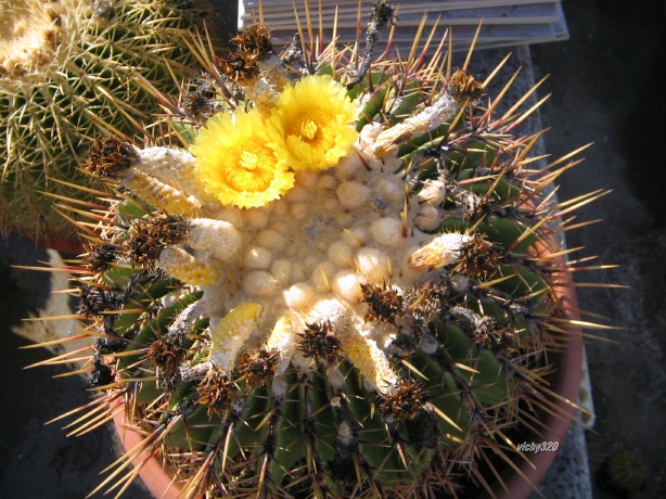 Echinocactus platyacanthus f. grandis 