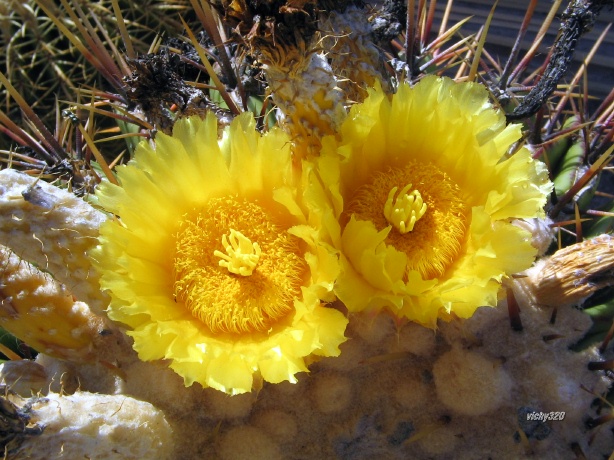 Echinocactus platyacanthus f. grandis 