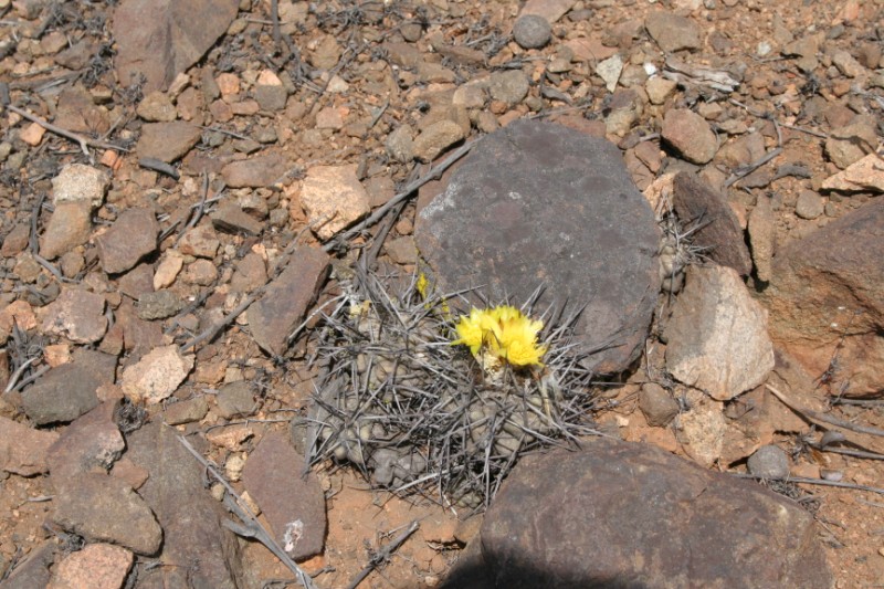Copiapoa humilis ssp. australis 