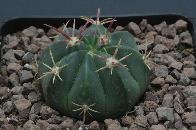 Ferocactus macrodiscus 