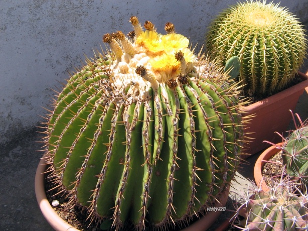 Echinocactus platyacanthus 