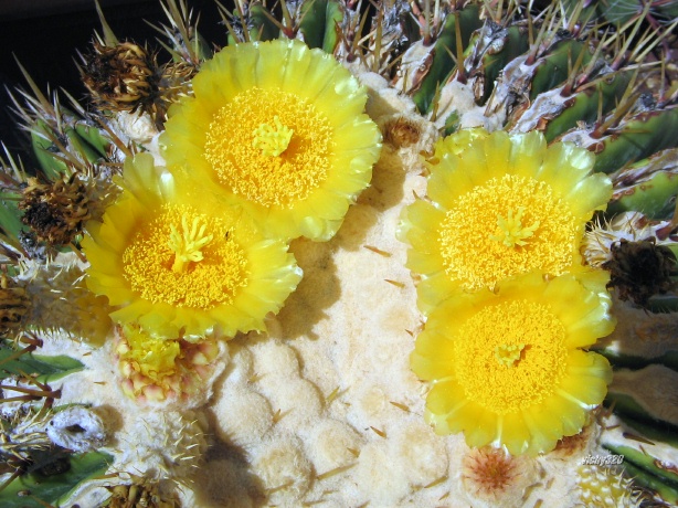 Echinocactus platyacanthus 