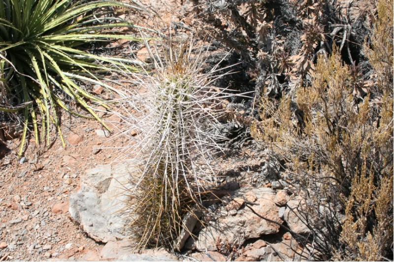 Echinopsis deserticola 