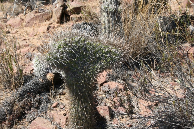 Echinopsis deserticola f. cristata 