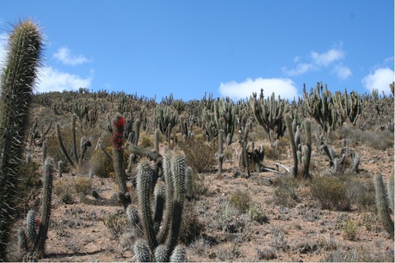 Trichocereus chiloensis 