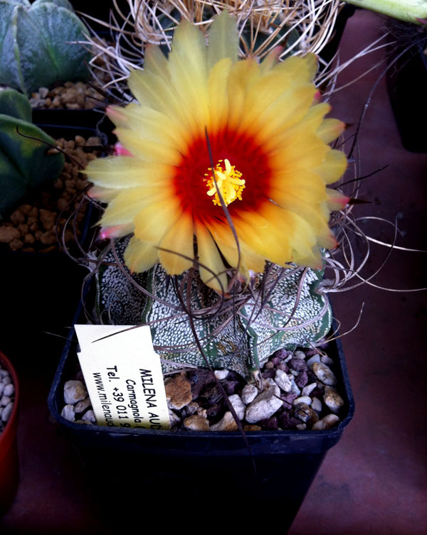 Astrophytum capricorne 